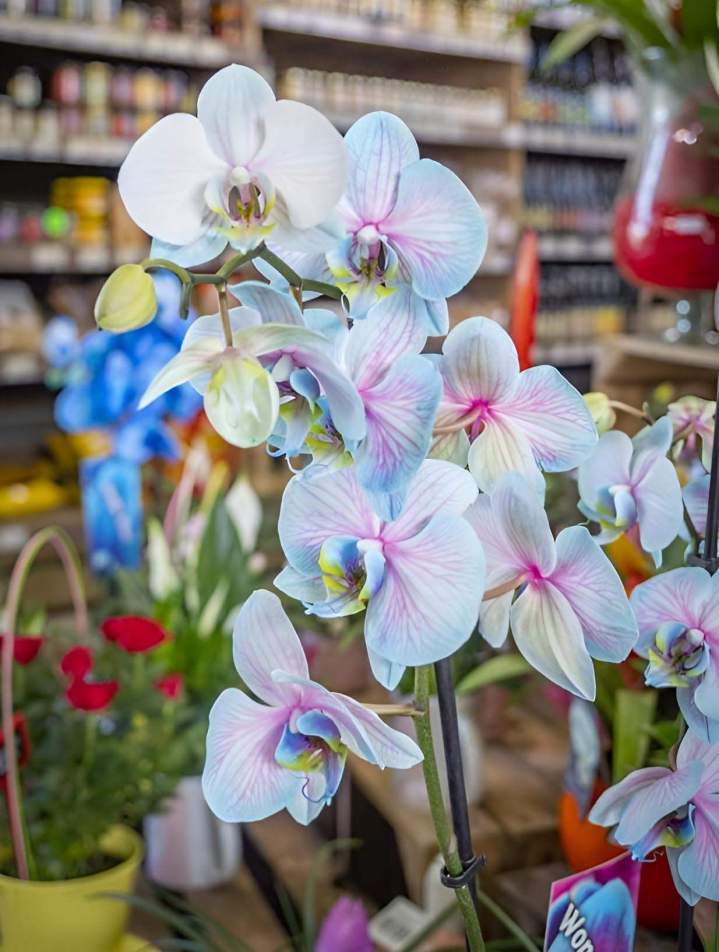 Vente de plantes Cadenet