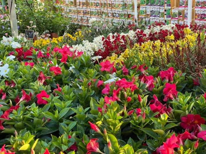 Plantes de jardin Cadenet