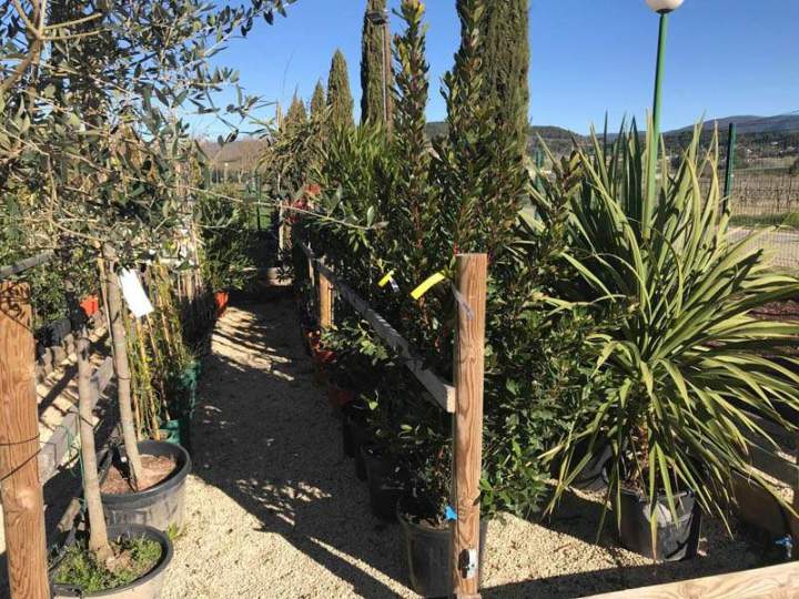 Plantes et arbustes Cadenet