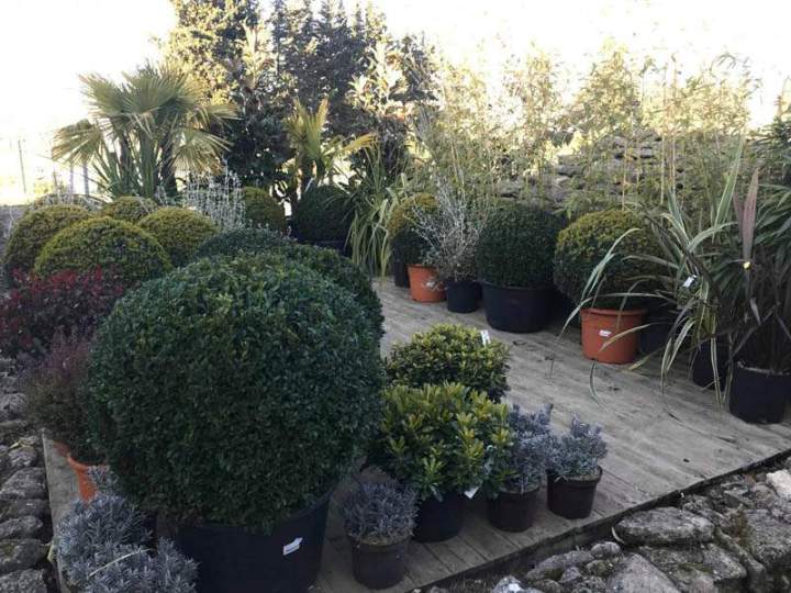 Plantes d’extérieur Cadenet