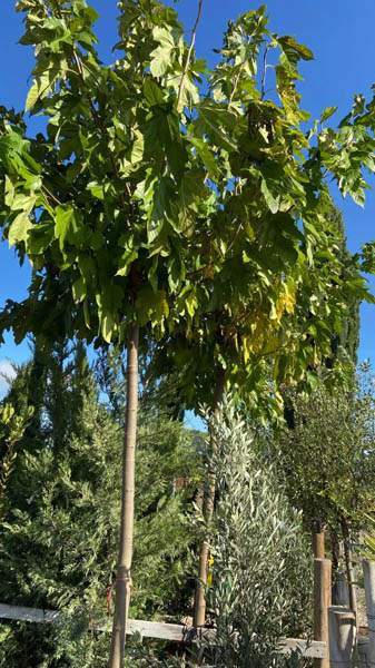 Pépinière professionnelle Cadenet