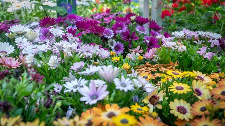 Plantes de jardin Cadenet