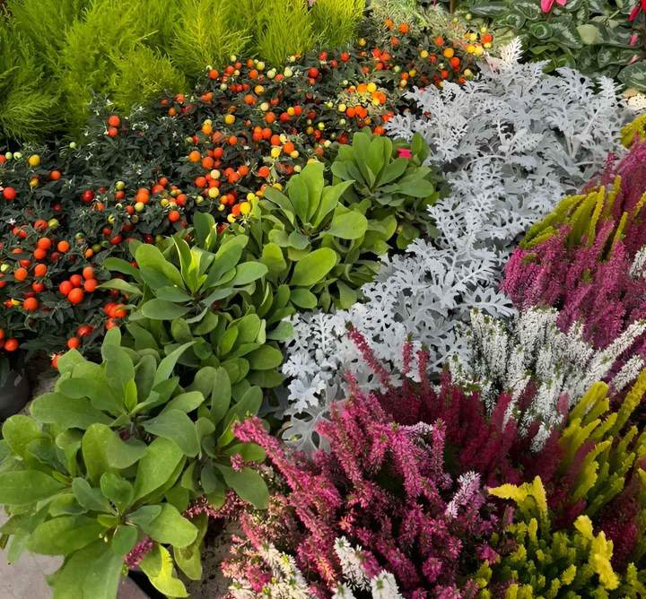 Boutique de plantes et jardin Cadenet