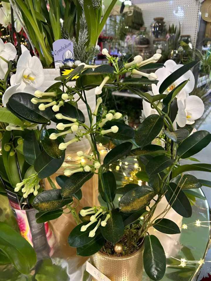 Boutique de plantes et jardin Cadenet