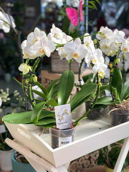 Magasin de jardinage Pertuis