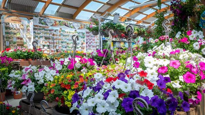 Plantes de jardin Cadenet