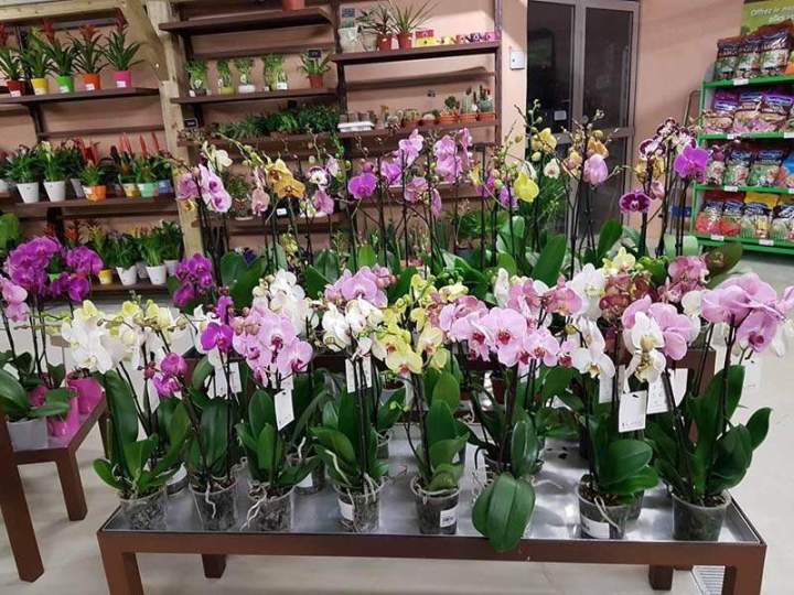 Boutique de jardinage Cadenet