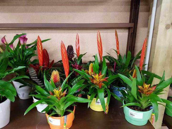 Fournitures de jardin Cadenet