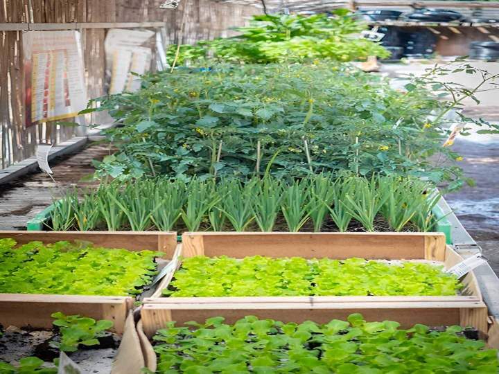 Pépinière et jardin Cadenet