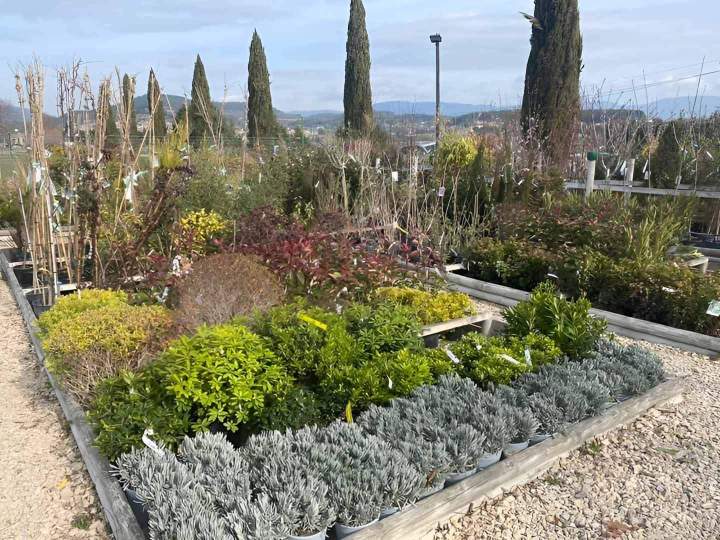 Vente de plantes Cadenet