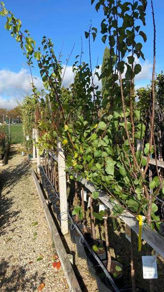 Pépinière et jardin Cadenet