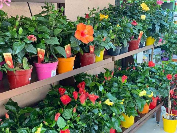 Boutique de jardinage Cadenet