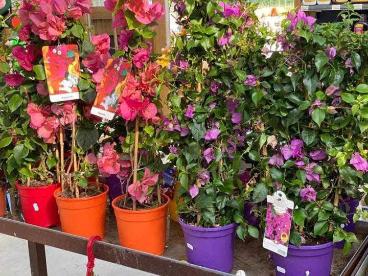 Magasin de plantes Cadenet