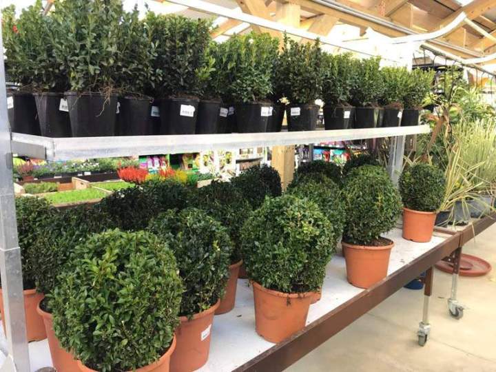 Plantes d’extérieur Cadenet