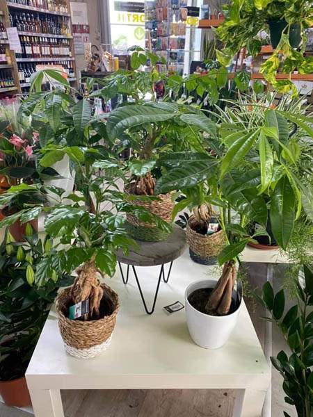 Magasin de plantes et jardin Cadenet