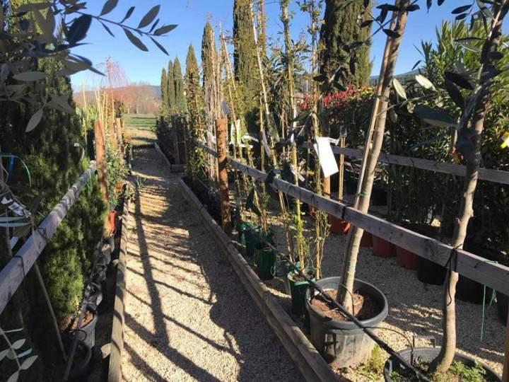 Vente de plantes Cadenet