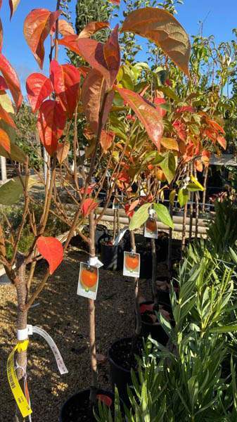 Pépinière et jardin Cadenet