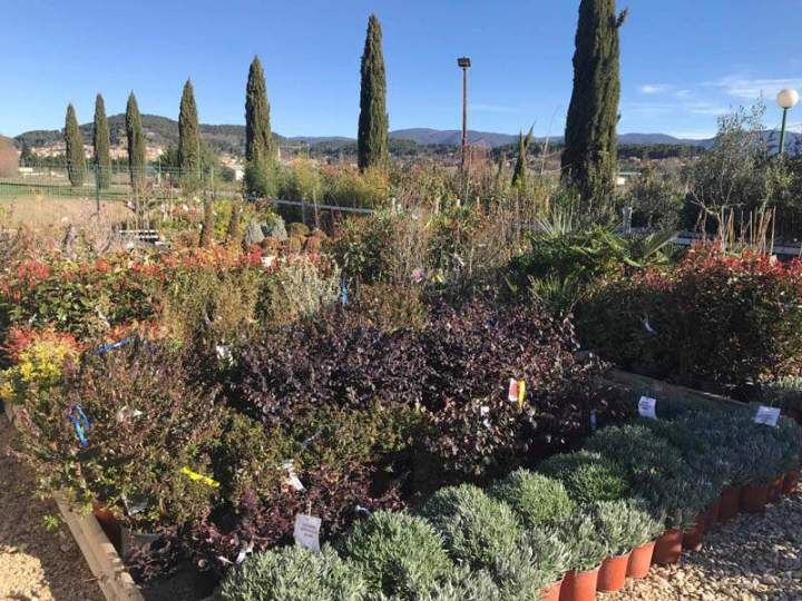 Pépinière spécialisée Cadenet