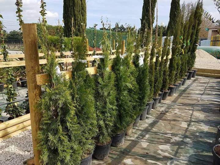 Plantes et arbustes Cadenet