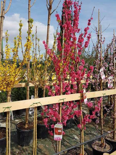 Plantes et fleurs extérieures Cadenet