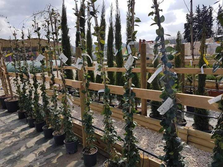 Plantes de jardin Cadenet