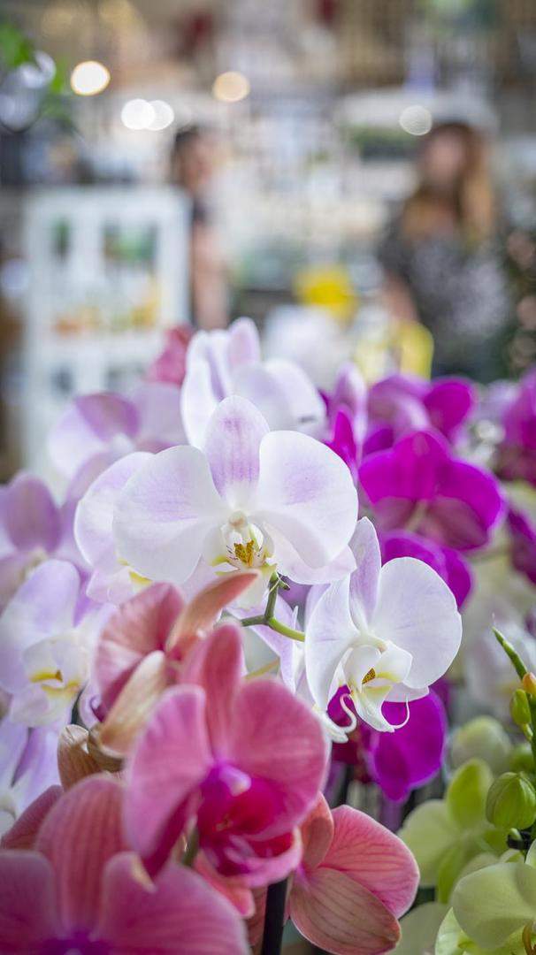 Boutique de jardinage Cadenet