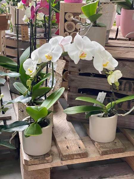 Boutique de jardinage Cadenet